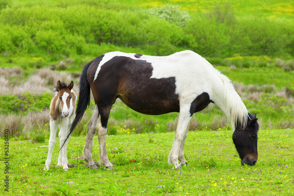 Foal with a mare