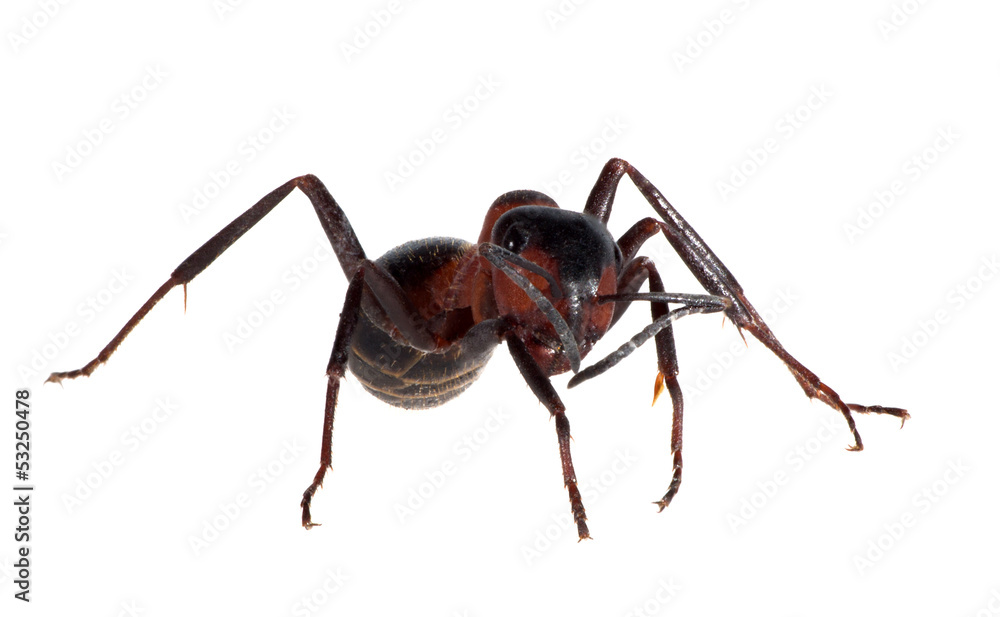 forest brown isolated ant forest brown isolated ant