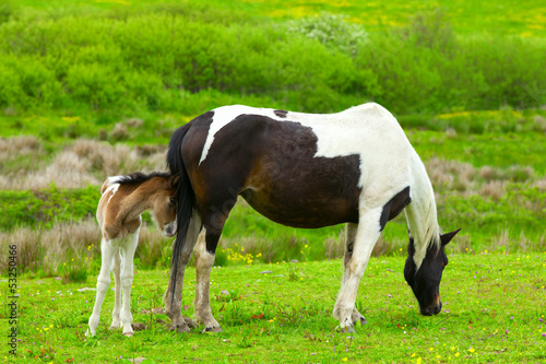 Foal with a mare on a green meadow