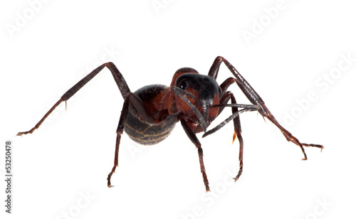 forest brown isolated ant
