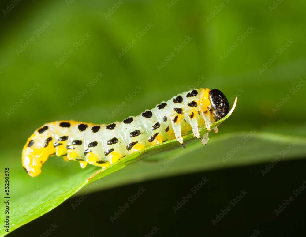 Macro of caterpillar attached to oak leaf Macro of caterpillar attached to oak leaf
