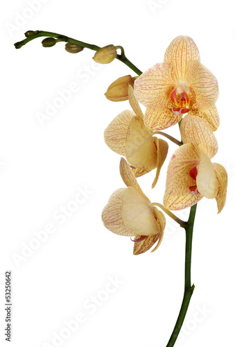 Fototapeta Naklejka Na Ścianę i Meble -  orange and pink orchid flowers on white
