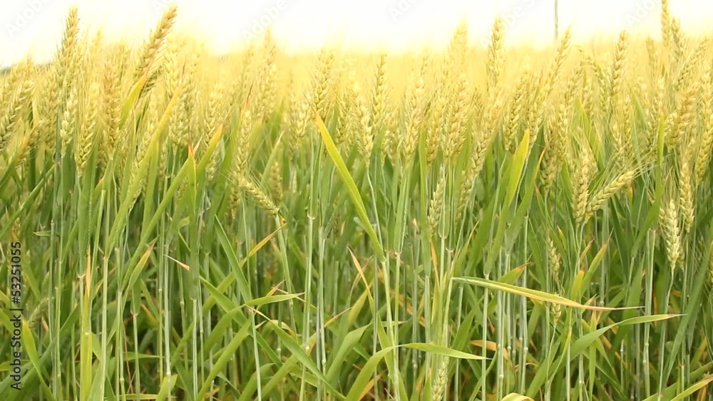barley field barley field