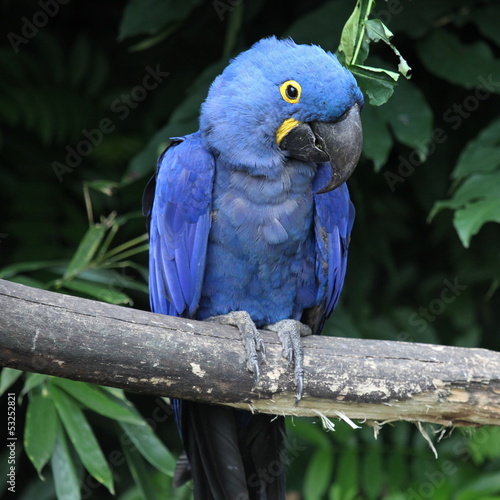 Le grand perroquet bleu.