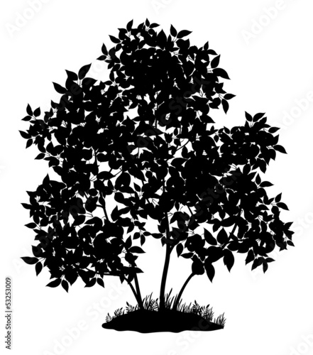 Lilac tree and grass, silhouette