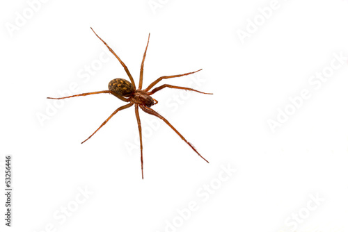 Spinne - Tegenaria atrica © lichtmensch