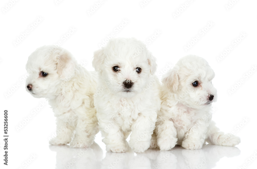 three puppies of a lap dog. isolated on white background