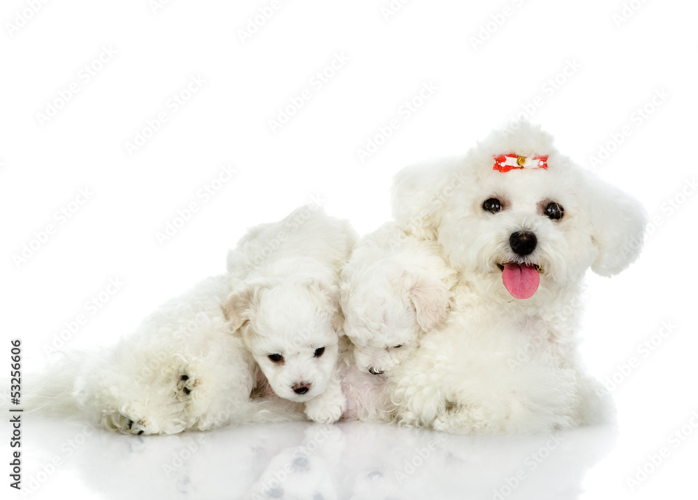 dog and her puppies. isolated on white background