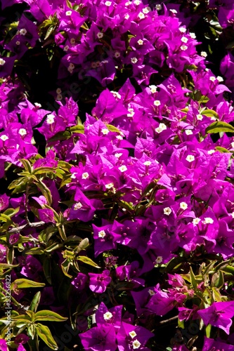 fiori