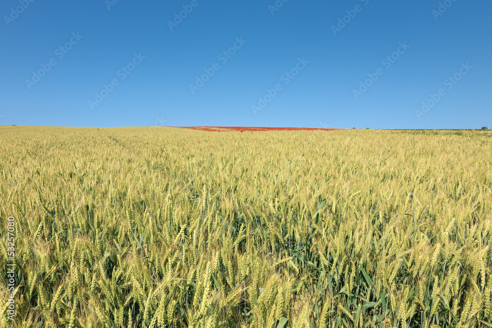 Field of wheat and poppy field at top of the hill Field of wheat and poppy field at top of the hill