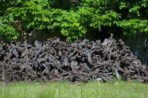Wallpaper Mural Vieux pieds de vigne. Torontodigital.ca