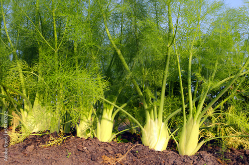 dill bed