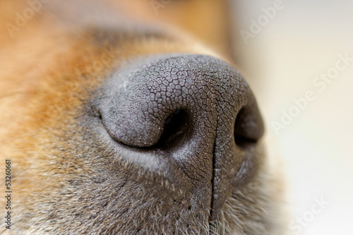 dog's nose