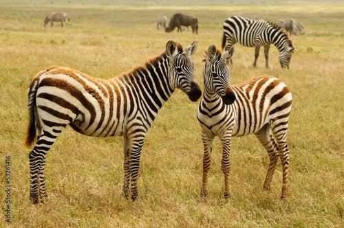 Wildlife in Africa  Zebra