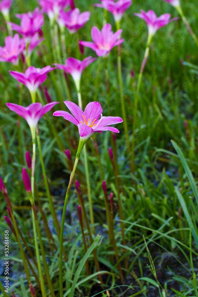 Beautiful purple rain lily flower Beautiful purple rain lily flower
