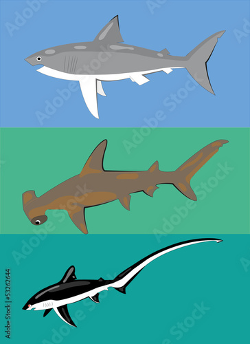 Different types of sharks.