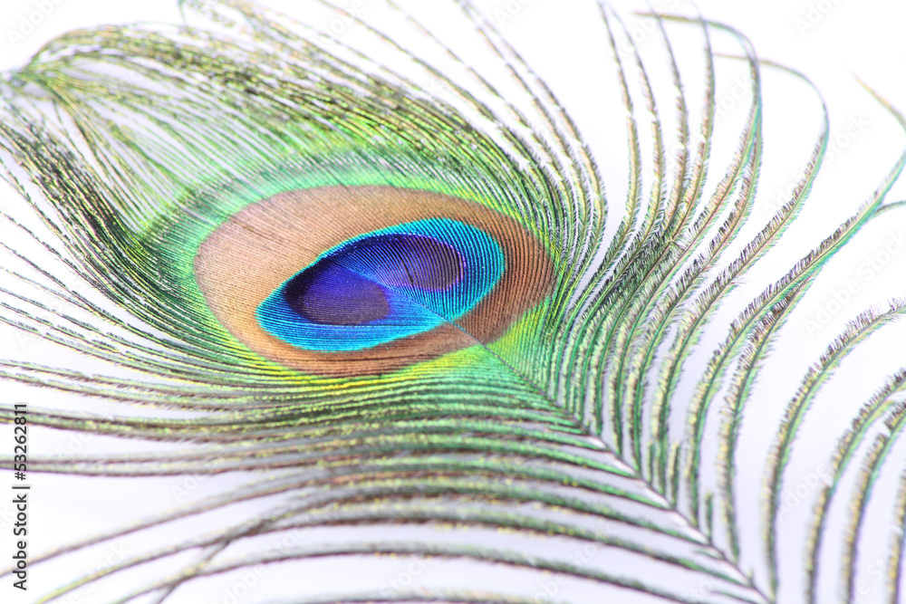 Obraz premium pluma de pavo