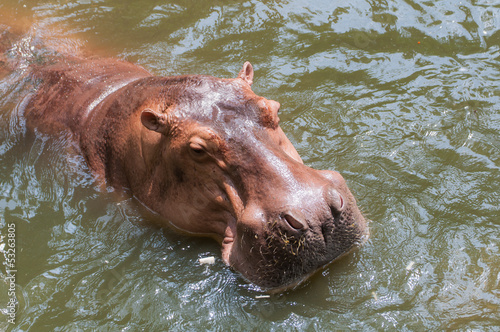 Hippopotamus in the pool