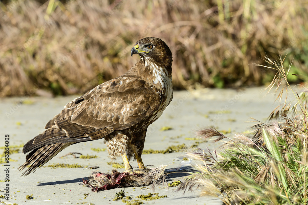 ferruginous hawk, don edwards nwr, ca ferruginous hawk, don edwards nwr, ca