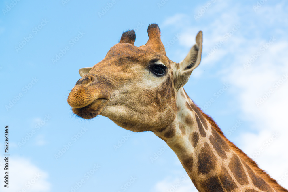 Obraz premium Жираф