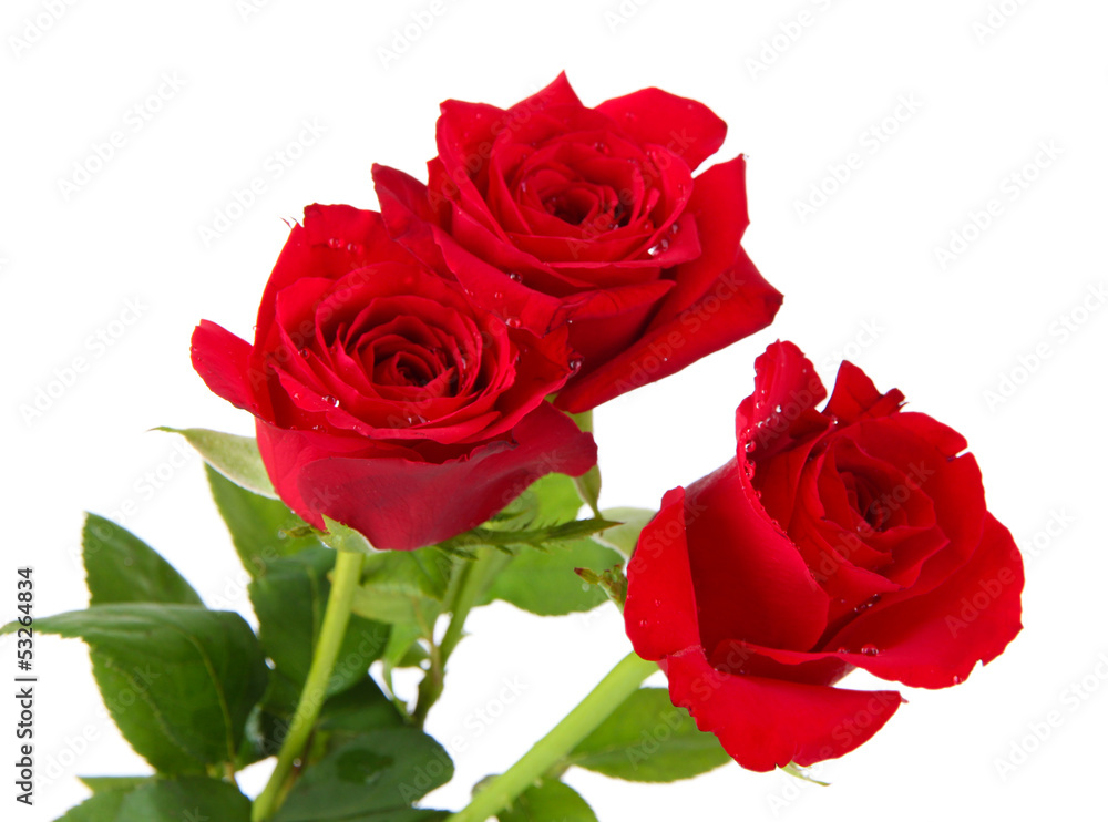 Beautiful bouquet of roses isolated on white Beautiful bouquet of roses isolated on white