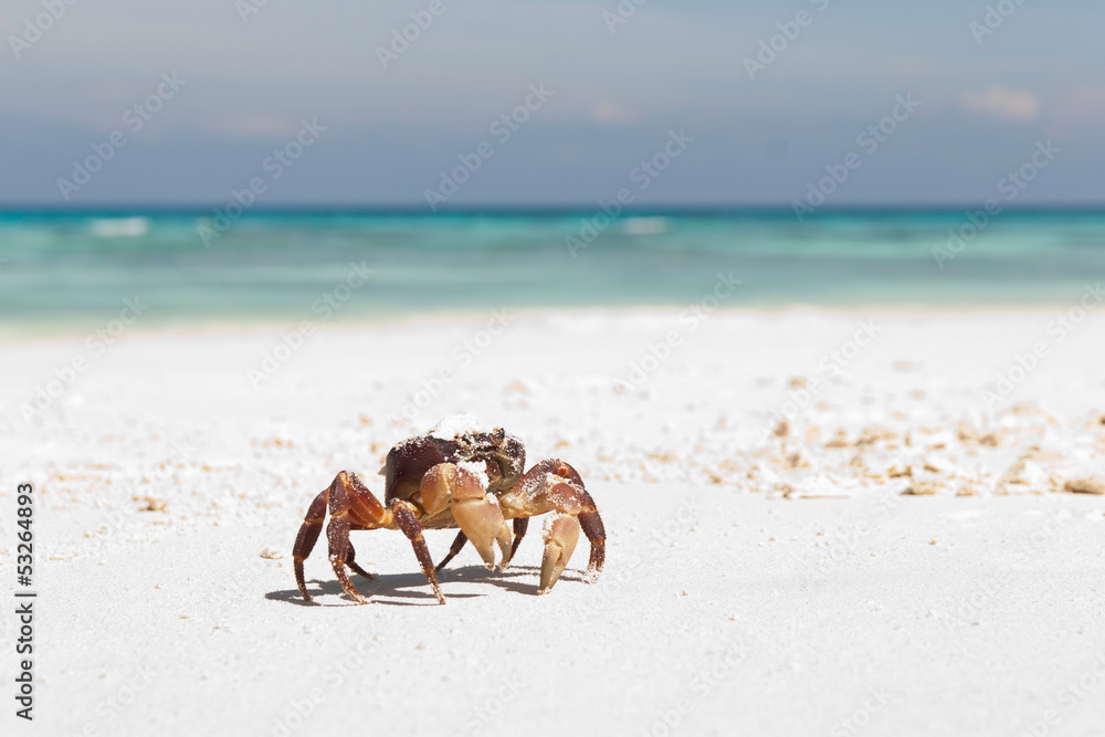 Obraz premium Crab on the beach