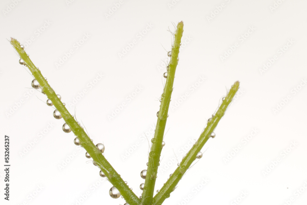 Fototapeta premium growing plant with water drops
