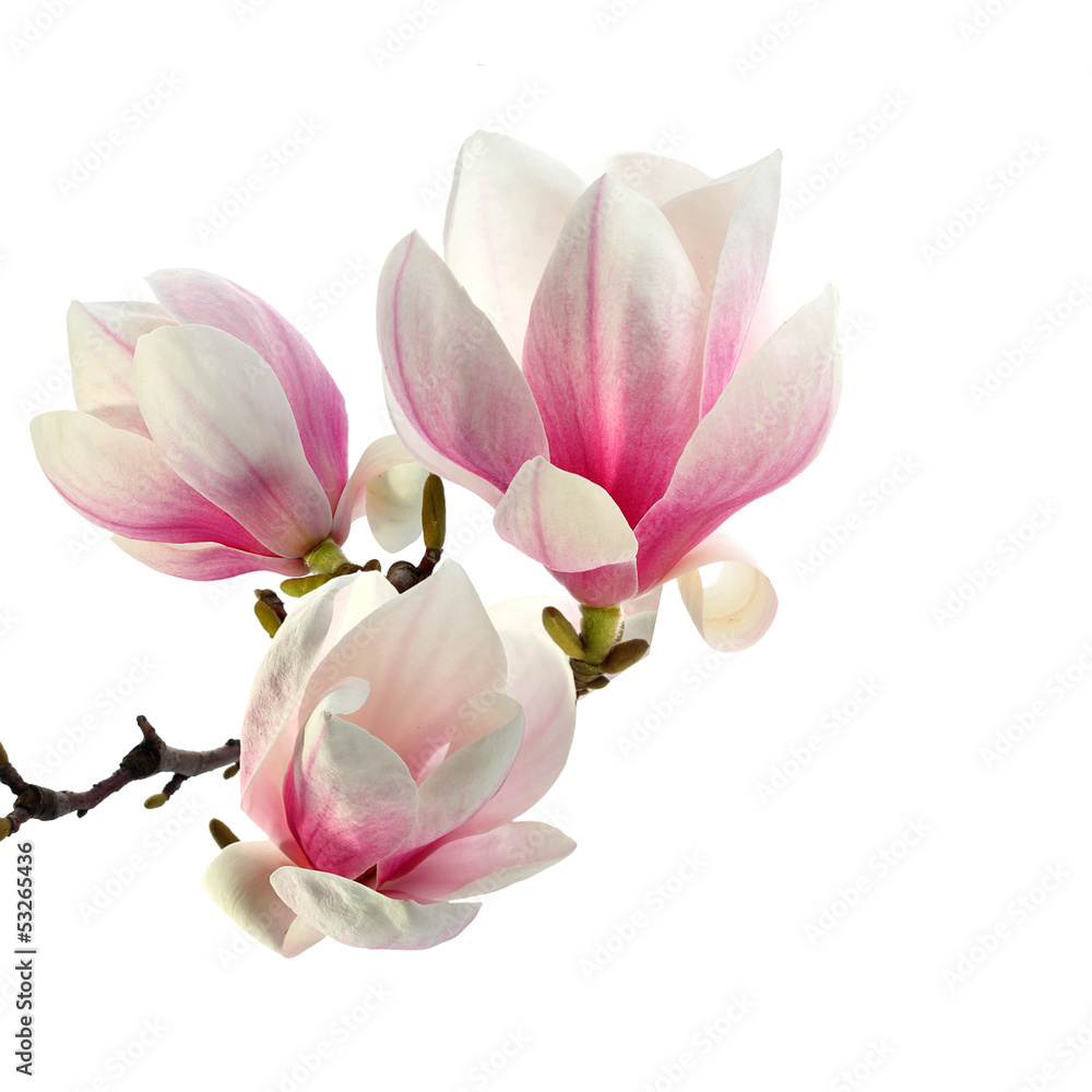 Naklejka premium zapach magnolii