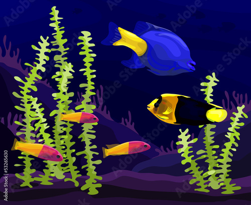 Sea, tropical fish