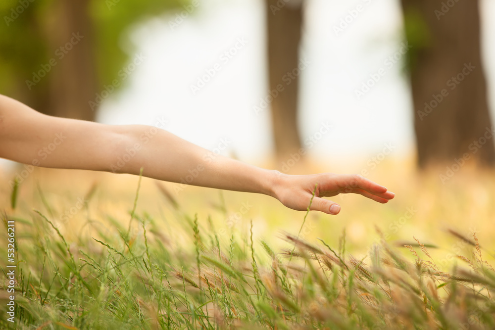 Hand in autumn grass. Hand in autumn grass.