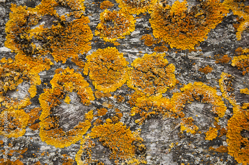 Lichens on the plank #2