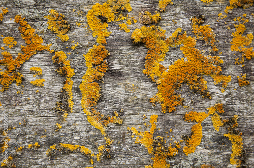 Lichens on the plank #1