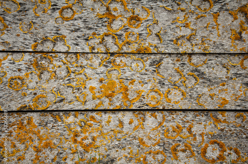 Lichens on the plank #3