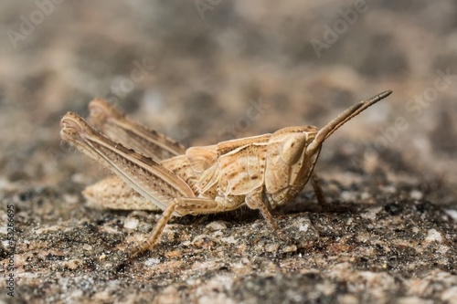 Grasshopper © JGade