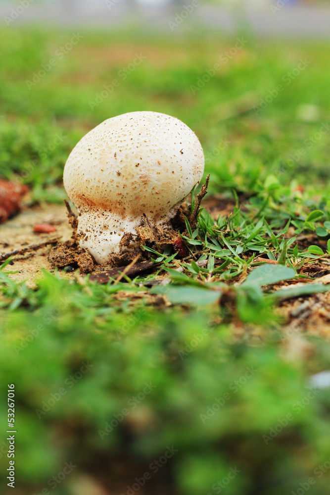 White mushrooms on the grass. White mushrooms on the grass.