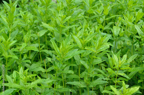 mint green bushes lot