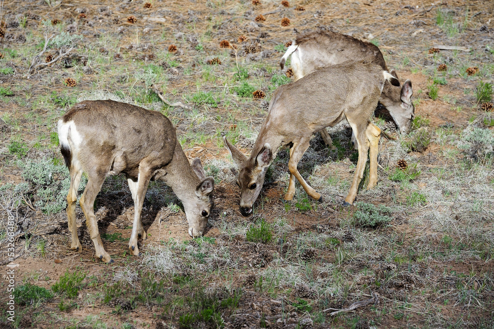 mule deer, az mule deer, az