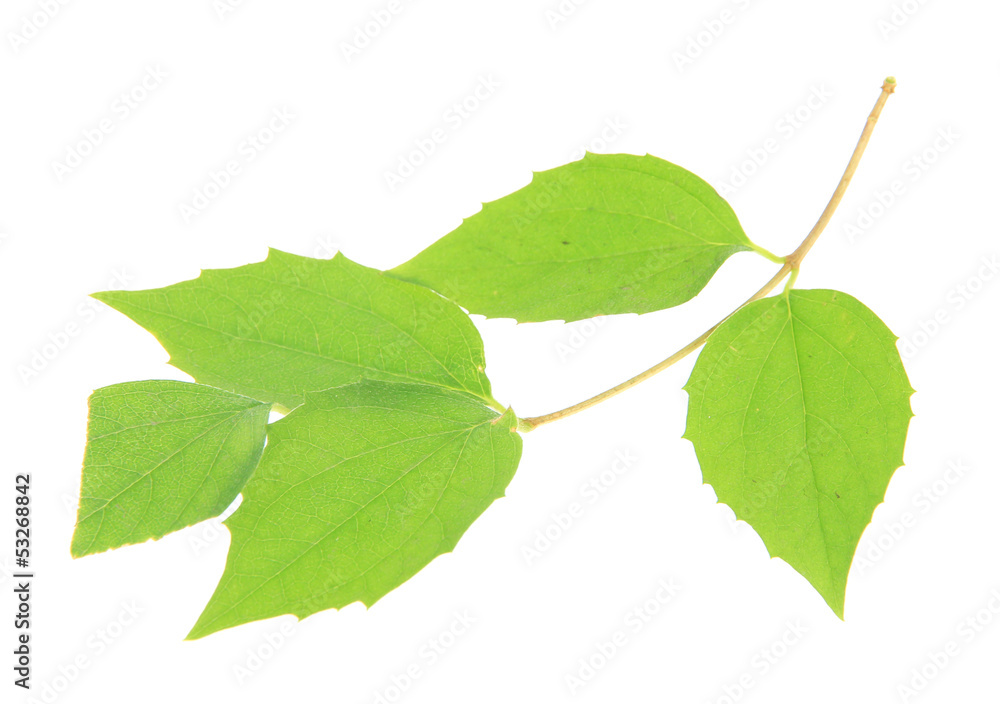 Green leaves isolated on white Green leaves isolated on white
