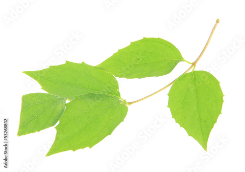 Green leaves isolated on white