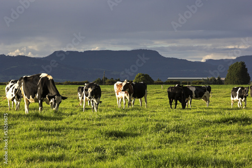Cow farm in Australia