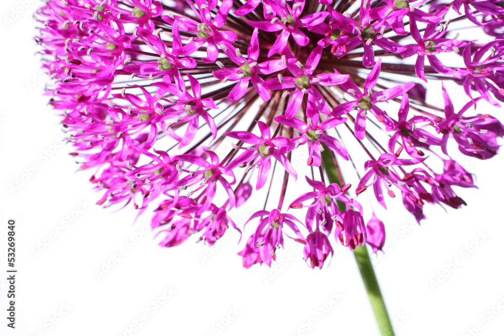 Beautiful blooming allium close up
