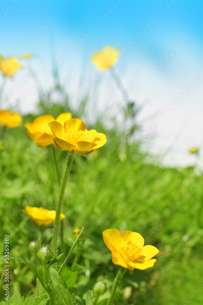 Beautiful spring buttercups