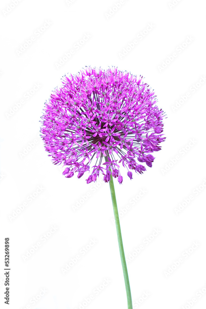 Naklejka premium Beautiful blooming allium close up