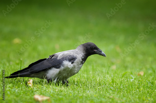 crow walking on grass