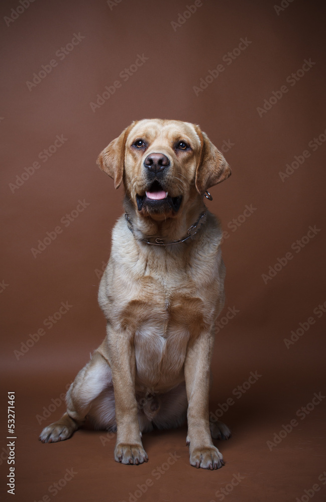 Portrait of a  Labrador