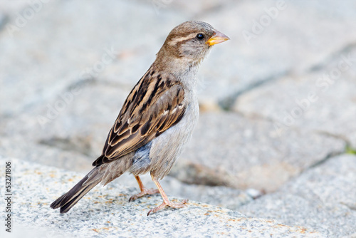 A sparrow sitting on the ground