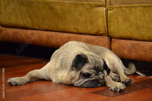 Schilderij op canvas old dog pug