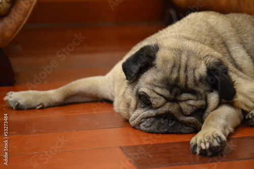 Obraz na płótnie old dog pug