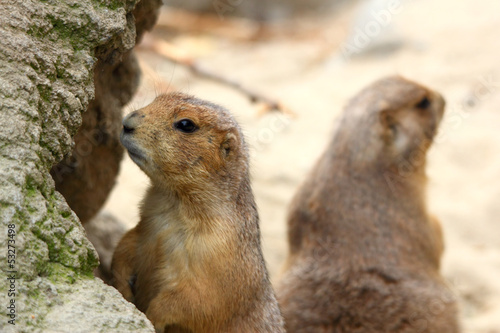 prairie dogs