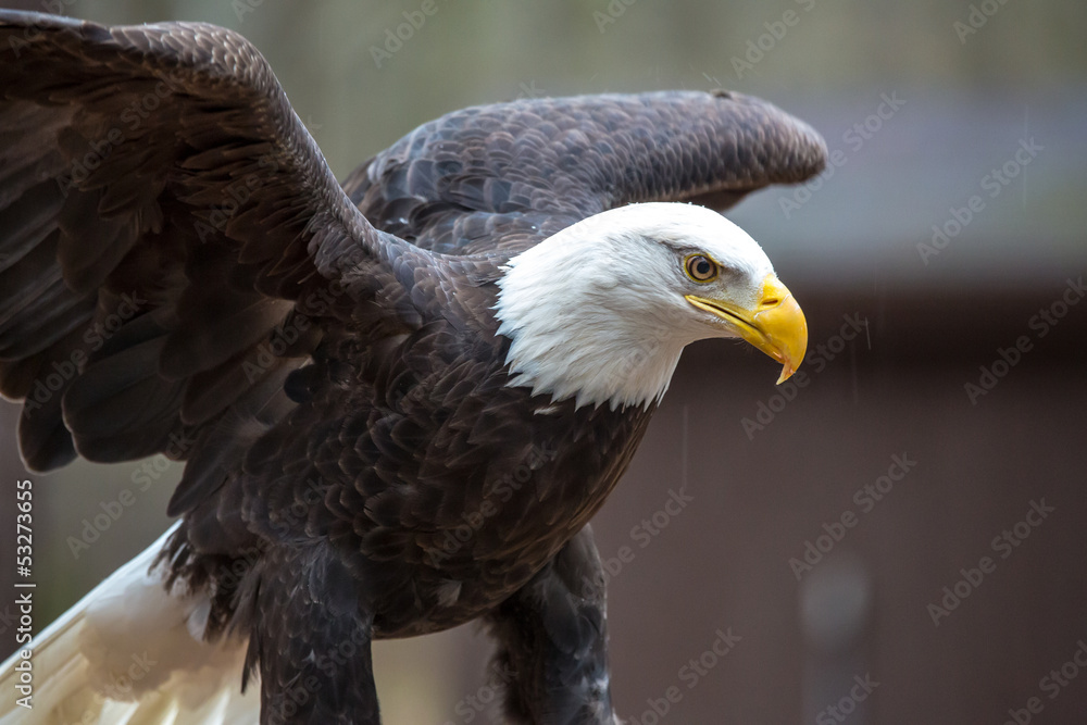 Obraz premium Majestic Bald Eagle